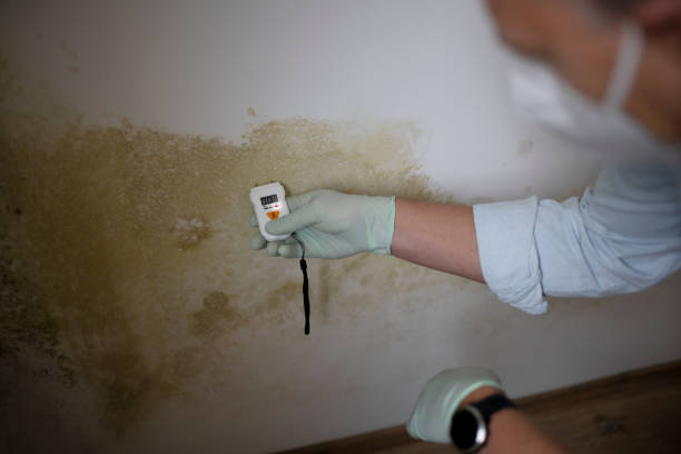 Office Mold Removal Services in Grosse Pointe, MI