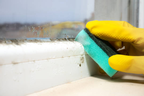 Best Fast Mold Removal  in Grosse Pointe, MI