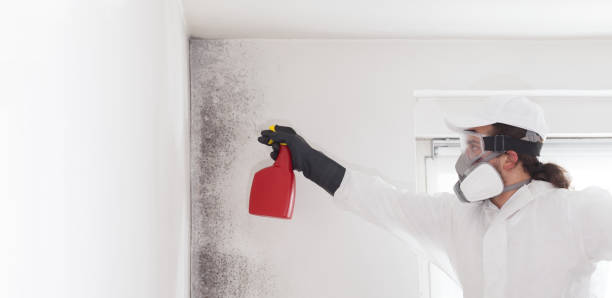 Best Toxic Mold Removal  in Grosse Pointe, MI
