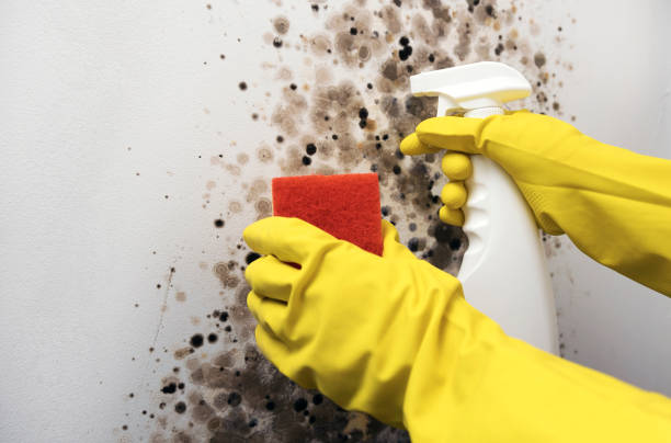 Professional Mold Removal in Grosse Pointe, MI