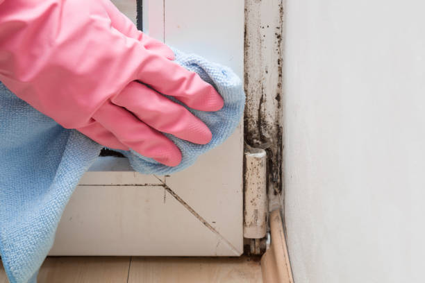 Best Mold Damage Repair  in Grosse Pointe, MI