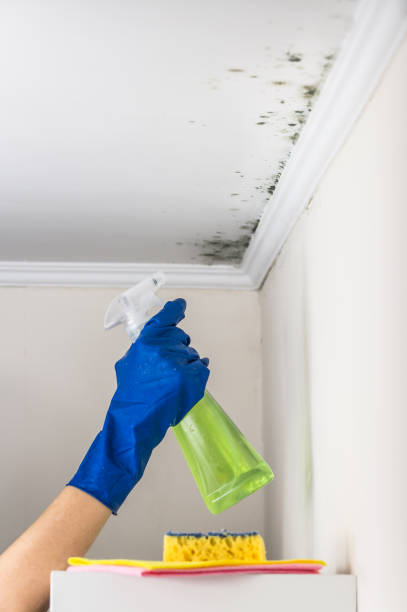 Best Residential Mold Removal  in Grosse Pointe, MI